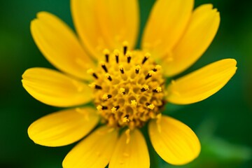 Closeup shot of a Sphagneticola trilobata flower