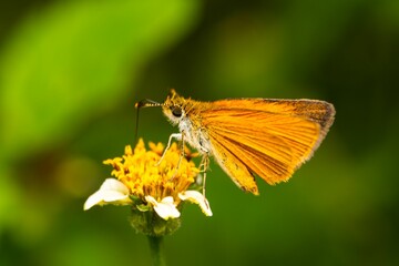 Closeup shot of a Least skipper butterfly on a yellow flower