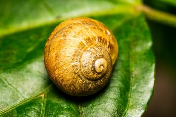 Closeup shot of a snail on a green leaf