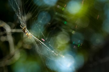 Closeup shot of a spider on its web with glowing blurred bokeh light in the background