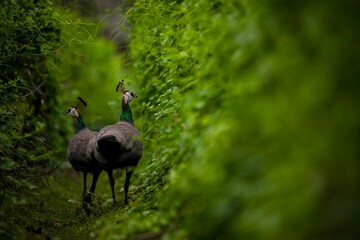 Fototapeta premium Closeup shot of beautiful peafowls in the green tunnel of plants