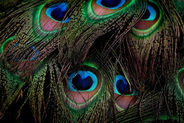 Closeup of beautiful peacock feathers.
