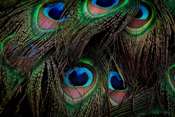 Keuken spatwand met foto Closeup of beautiful peacock feathers. © Sunanda/Wirestock Creators