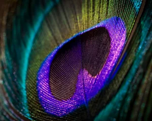 Raamstickers Close-up shot of a colorful peacock feather, perfect for a pattern © Sunanda/Wirestock Creators
