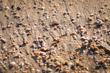 Closeup of tiny seashells on the sand.