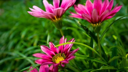 Close-up shot of pink gazania flowers in the garden
