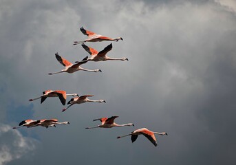 View of the flock of flamingos in flight