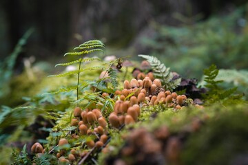 Selective focus of Mycena inclinata mushrooms growing on a mossy tree in a forest in autumn