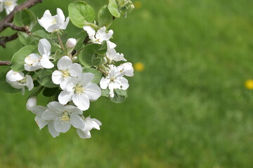 An apple tree in bloom, Sainte-Apolline, Québec, Canada