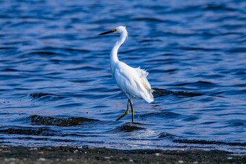 Beautiful shot of a white little egret bird wading in a blue pond