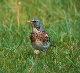 fieldfare bird on the grass portrait photo

