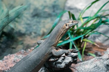 Closeup shot of a monitor lizard on a wooden stick in a zoo