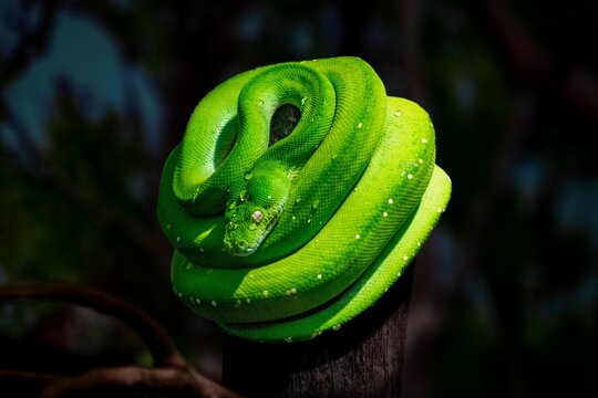 Closeup shot of a bright green wet python on a wooden pole