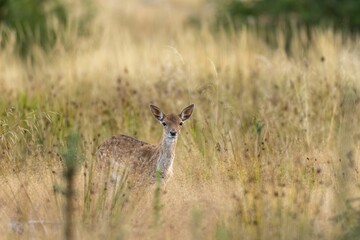 Closeup of young European fallow deer in the dry grass field