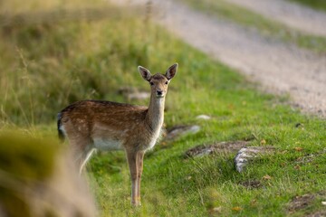 Closeup of young European fallow deer in the green grass field
