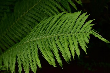Fototapeta na wymiar Closeup shot of a green fern plant with detailed leaves on a black background
