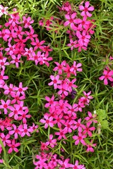Vertical top view of Phlox subulata emerald pink flowers and their green leaves