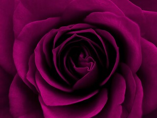 Macro shot of the petals of a bright purple rose, perfect as a background and wallpaper