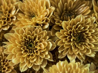 Closeup top view of yellow Mums flowers with blooming petals perfect as a wallpaper