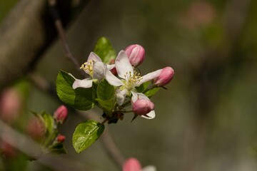 Closeup shot of European crab apple flowers on a blurred background