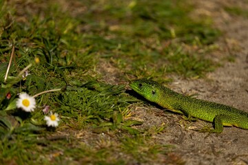 Closeup shot of a green lizard in a forest during the day