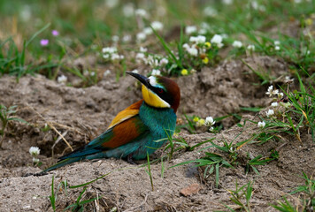 European bee-eater // Bienenfresser  (Merops apiaster) - Greece
