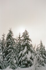 Beautiful shot of pine trees covered with snow