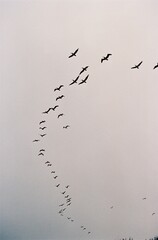 Beautiful shot of a flock of birds in a flight