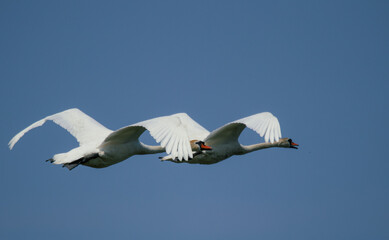 swans in flight in the sky
