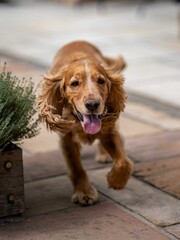 Vertical shot of a cute brown English Cocker Spaniel running on the street