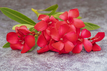 Red oleander flower and leaves isolated on gray patterned background
