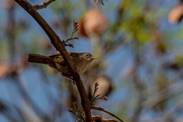 Closeup shot of a wren bird perched on a tree branch