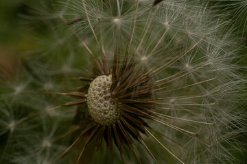 Closeup shot of a dandelion plant in a garden