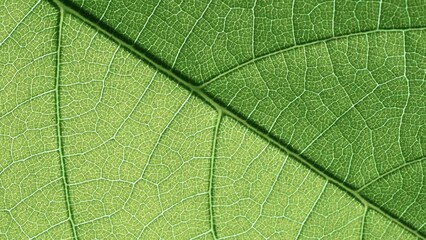 Zoon out from the macro view of the green leaf - Powered by Adobe