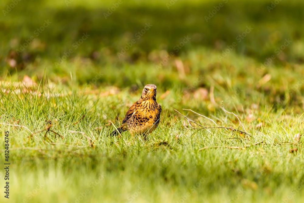 Poster Closeup portrait of a cute Sorbaria on the grass on blurry background