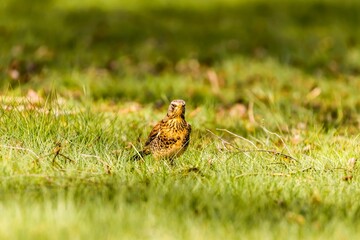 Closeup portrait of a cute Sorbaria on the grass on blurry background