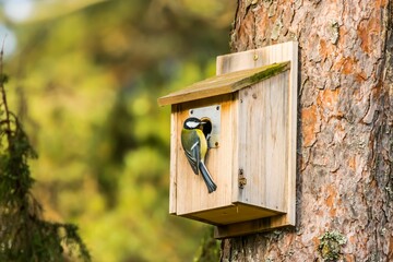 Beautiful shot of a cute Great tit on a wooden birdhouse