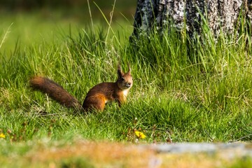 Beautiful portrait of a cute squirrel on the grass