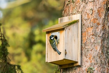 Beautiful shot of a cute Great tit on a wooden birdhouse