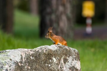 Beautiful portrait of a cute squirrel on a rock