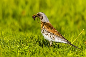 Closeup of a cute Fieldfare eating worm on fresh grass