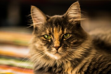 Shallow focus shot of a Siberian cat looking sharp at the camera with blur background