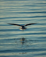 Vertical shot of a majestic seagull flying with spread wings over a calm blue sea at sunset