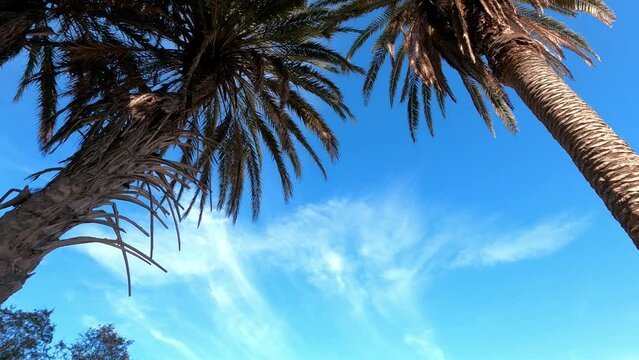 Low-angle shot of palm trees with blue sky with some scattered clouds