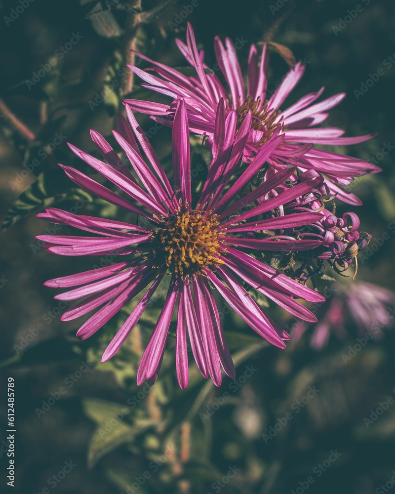 Poster closeup shot of blooming purple aster flowers