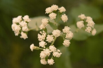 Selective focus shot of white Baccharis plants with green blur background