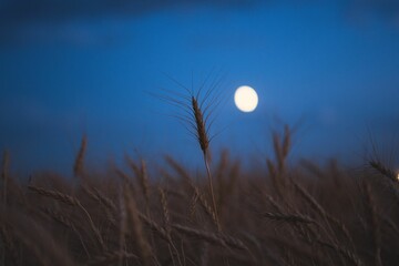 Fototapeta premium Wheat field under the moonlight