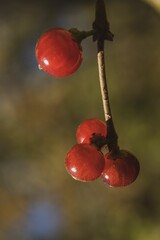 Vertical closeup shot of red ripe berries on twig in garden