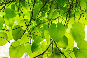 Fototapeta na wymiar Closeup of beautiful green leaves on a tree in a forest