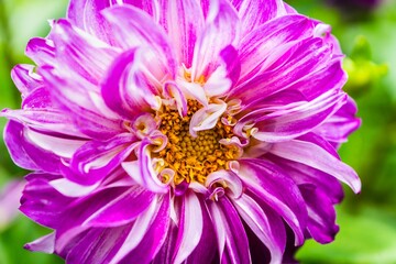 Closeup of a beautiful purple Dahlia pinnata flower growing in a garden